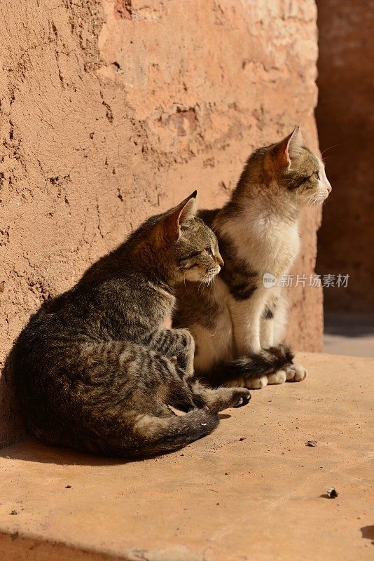 猫，El Badi废墟，马拉喀什，摩洛哥，非洲。